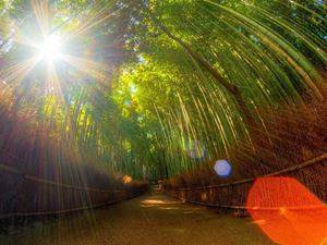 Chìm đắm trong màu xanh mát của rừng trúc Sagano - Kyoto