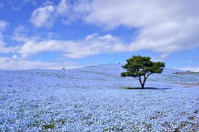 Xanh ngút ngàn đồi hoa Nemophila - Nhật Bản 
