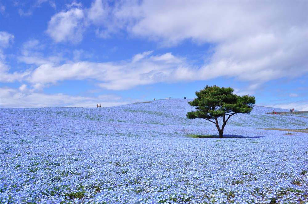Xanh ngút ngàn đồi hoa Nemophila - Nhật Bản 