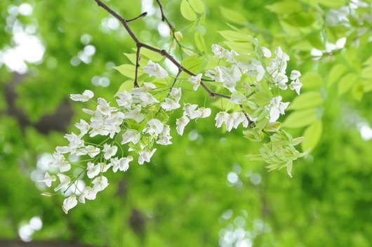 Nồng nàn hoa sữa tháng 10