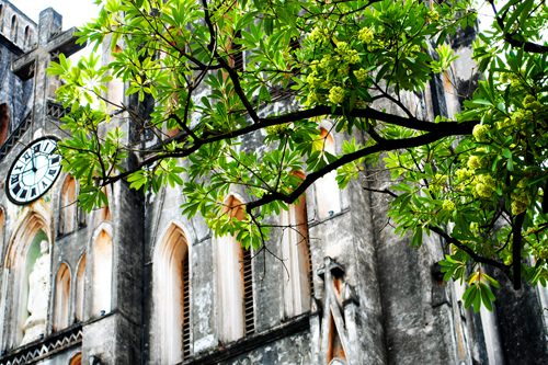 Hoa sữa Hà Nội WeTrekvn 2
