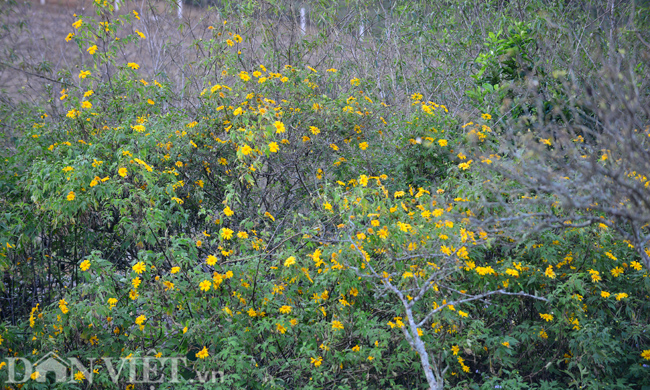 huong-sac-da-quy-dam-say-long-nguoi-o-moc-chau-wetrekvn