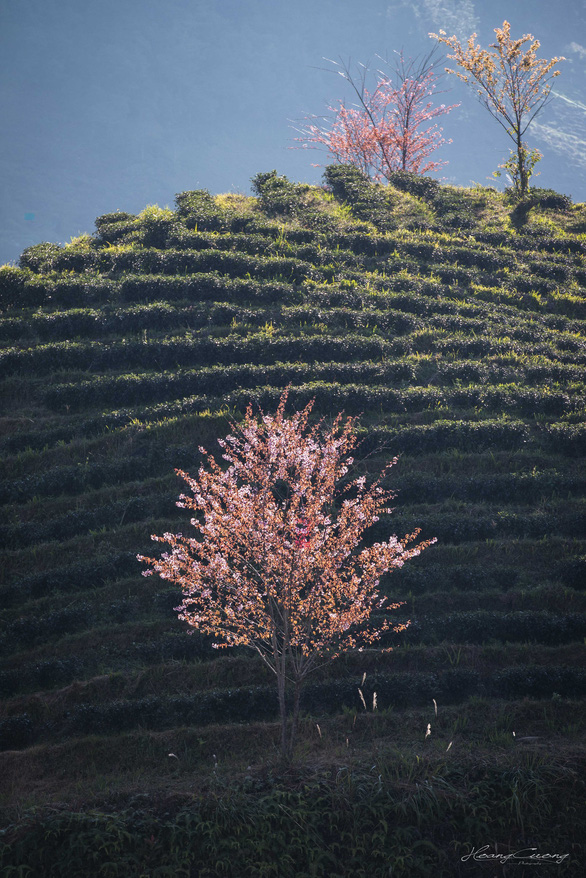 sac-xuan-den-som-rung-anh-dao-khoe-sac-giua-doi-che-sa-pa-wetrekvn