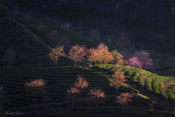 sac-xuan-den-som-rung-anh-dao-khoe-sac-giua-doi-che-sa-pa-wetrekvn