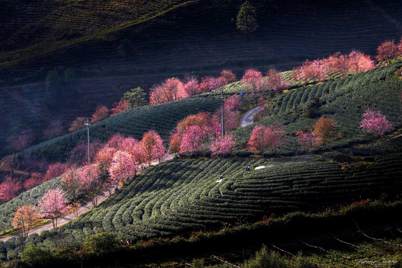 sac-xuan-den-som-rung-anh-dao-khoe-sac-giua-doi-che-sa-pa-wetrekvn