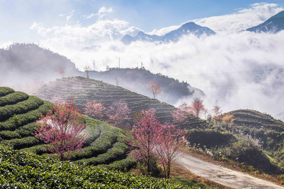 sac-xuan-den-som-rung-anh-dao-khoe-sac-giua-doi-che-sa-pa-wetrekvn