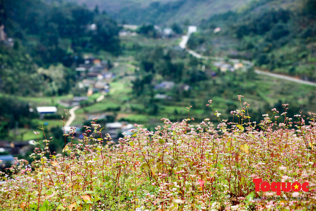 hoa-tam-giac-mach-ha-giang-wetrekvn