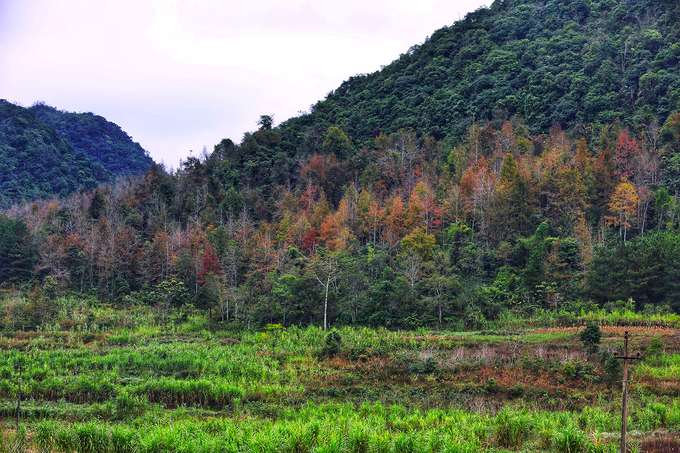 mua-cay-do-la-vang-o-cao-bang-wetrekvn