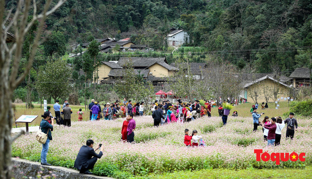 hoa-tam-giac-mach-ha-giang-wetrekvn