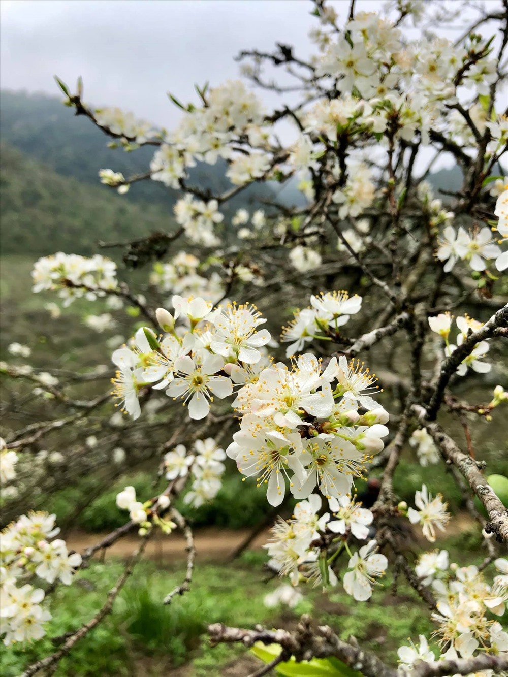 chim-dam-giua-sac-trang-hoa-man-na-ka-ngay-cuoi-nam-wetrekvn