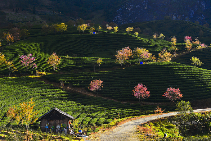 hoa-mai-anh-dao-khoe-sac-hong-o-doi-che-sapa-wetrekvn