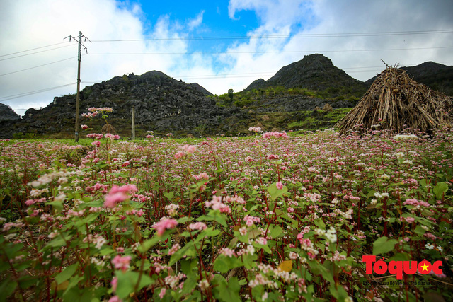 hoa-tam-giac-mach-ha-giang-wetrekvn