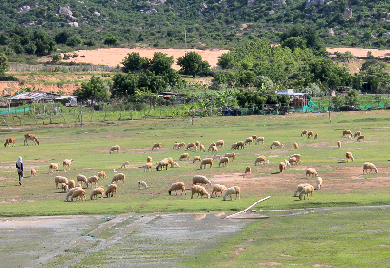 ghe-ninh-thuan-kham-pha-ve-dep-hoang-so-binh-di-o-mui-dinh-wetrekvn