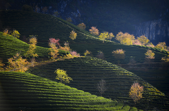 hoa-mai-anh-dao-khoe-sac-hong-o-doi-che-sapa-wetrekvn