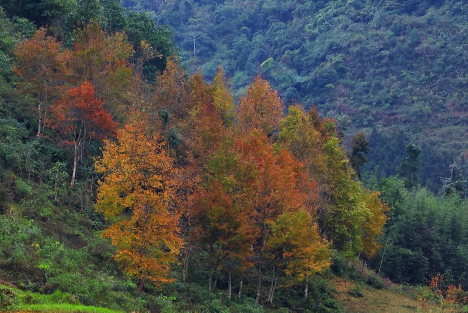 mua-cay-do-la-vang-o-cao-bang-wetrekvn