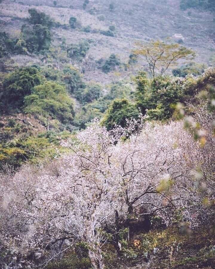 chim-dam-giua-sac-trang-hoa-man-na-ka-ngay-cuoi-nam-wetrekvn