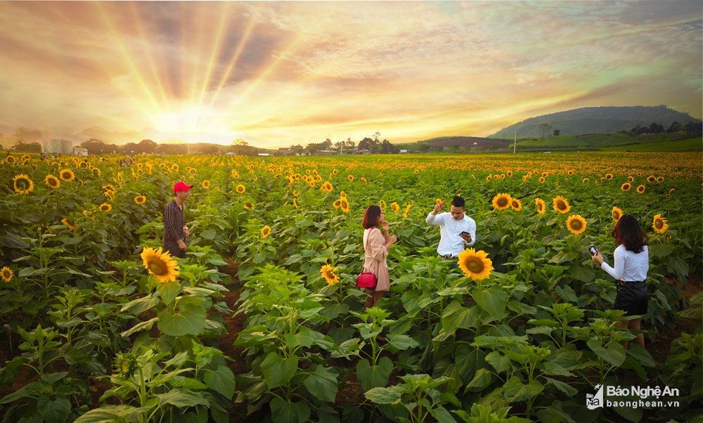 ruc-ro-canh-dong-hoa-huong-duong-nghe-an-nhung-ngay-dau-mua-wetrekvn