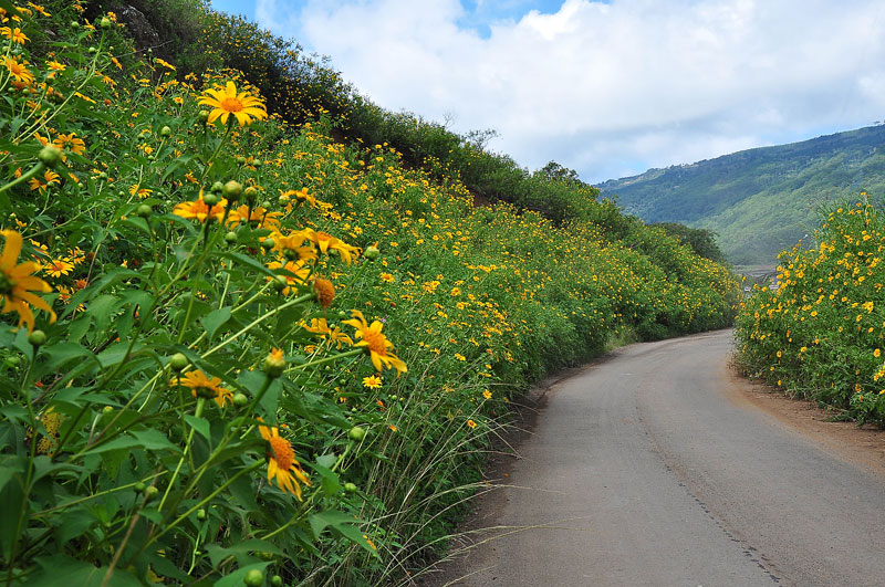 mua-nay-len-da-lat-de-lac-loi-giua-sac-vang-hoa-da-quy-wetrekvn