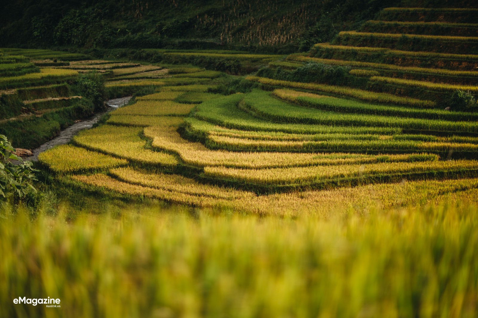 neu-ban-khong-den-mu-cang-chai-mua-nay-ban-se-khong-biet-mua-lua-chin-dep-den-the-nao-wetrekvn