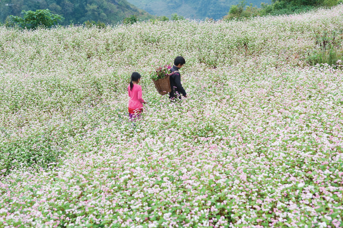 ngam-chum-hoa-tam-giac-mach-dep-me-mai-niu-chan-du-khach-ha-giang-wetrekvn