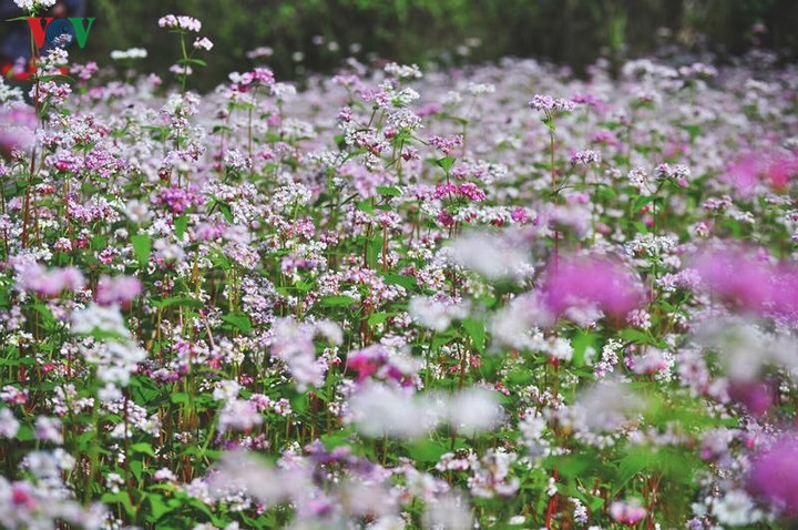 toi-ha-giang-ngam-hoa-tam-giac-mach-dep-ngat-ngay-wetrekvn