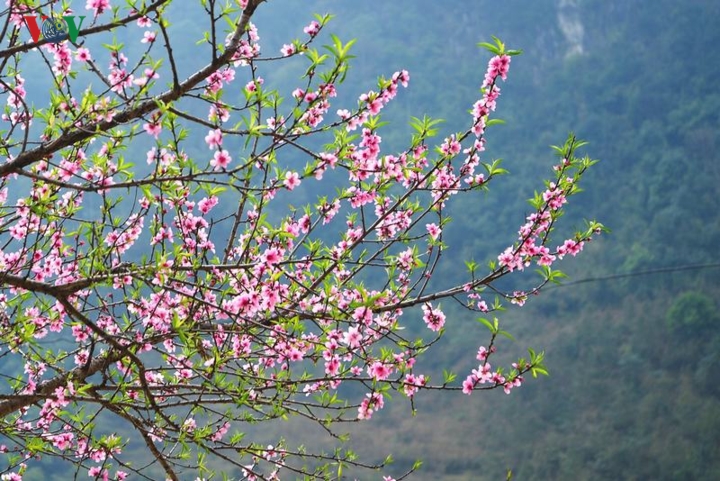 len-ha-giang-ngam-hoa-dao-hoa-man-bung-no-tren-cao-nguyen-da-wetrekvn