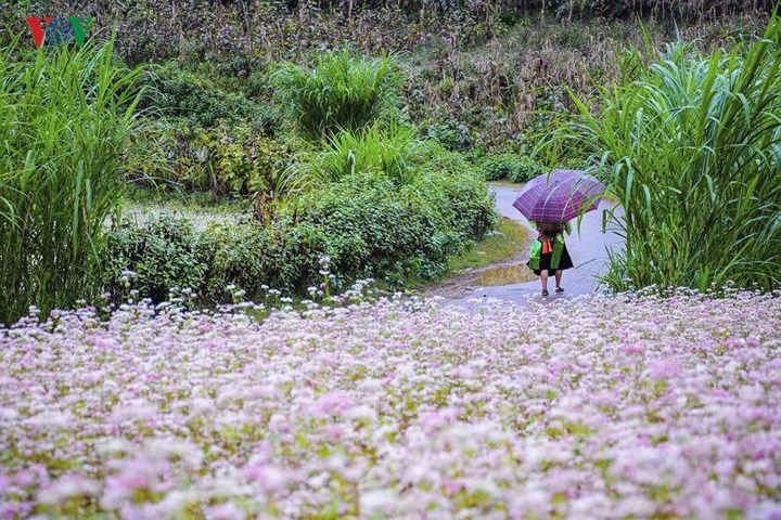 toi-ha-giang-ngam-hoa-tam-giac-mach-dep-ngat-ngay-wetrekvn