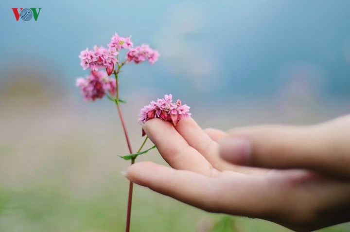 toi-ha-giang-ngam-hoa-tam-giac-mach-dep-ngat-ngay-wetrekvn