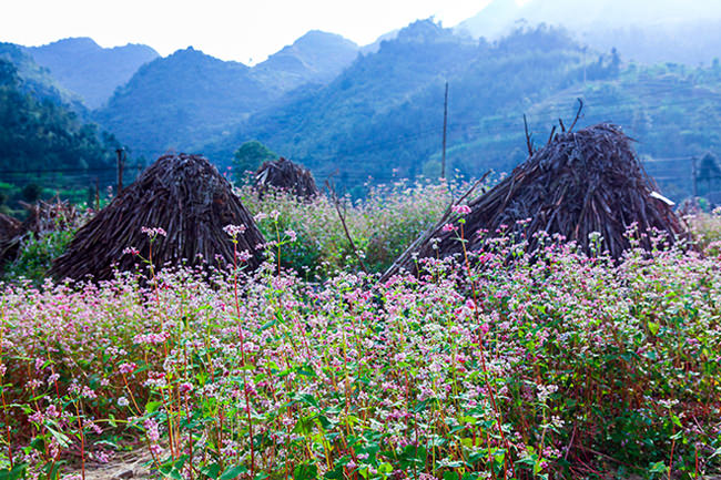 di-ha-giang-ngam-hoa-tam-giac-mach