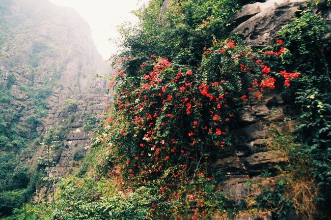 hang-mua-ninh-binh