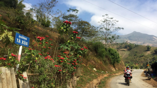 Tà Xùa - mùa trạng nguyên đỏ thắm