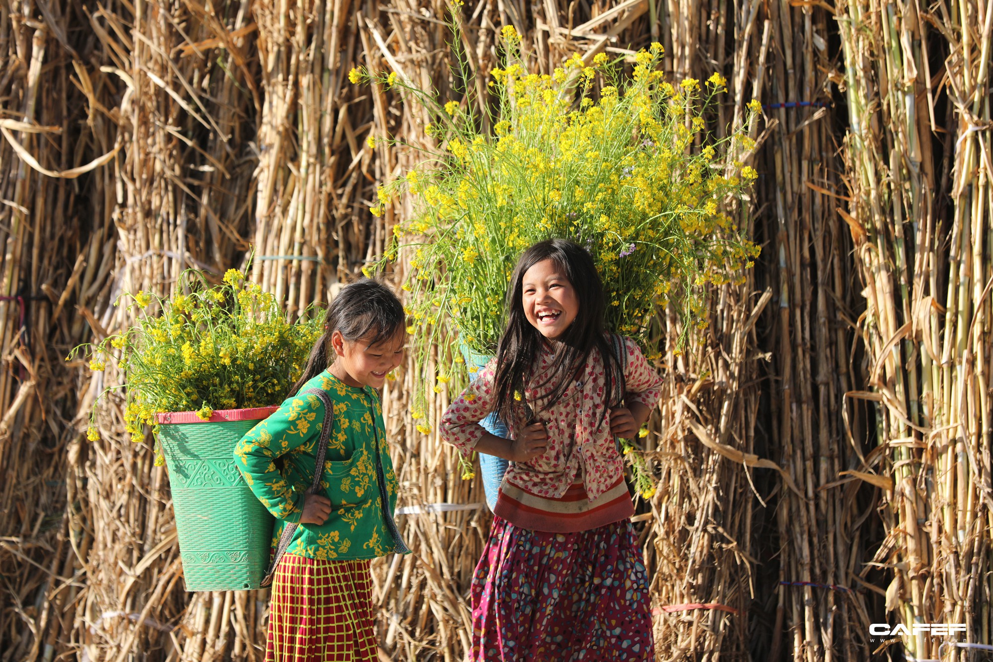 ha-giang-mua-nay-da-cung-no-hoa