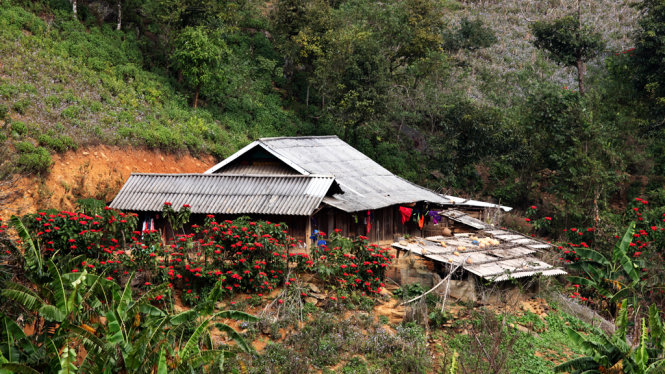 Tà Xùa - mùa trạng nguyên đỏ thắm