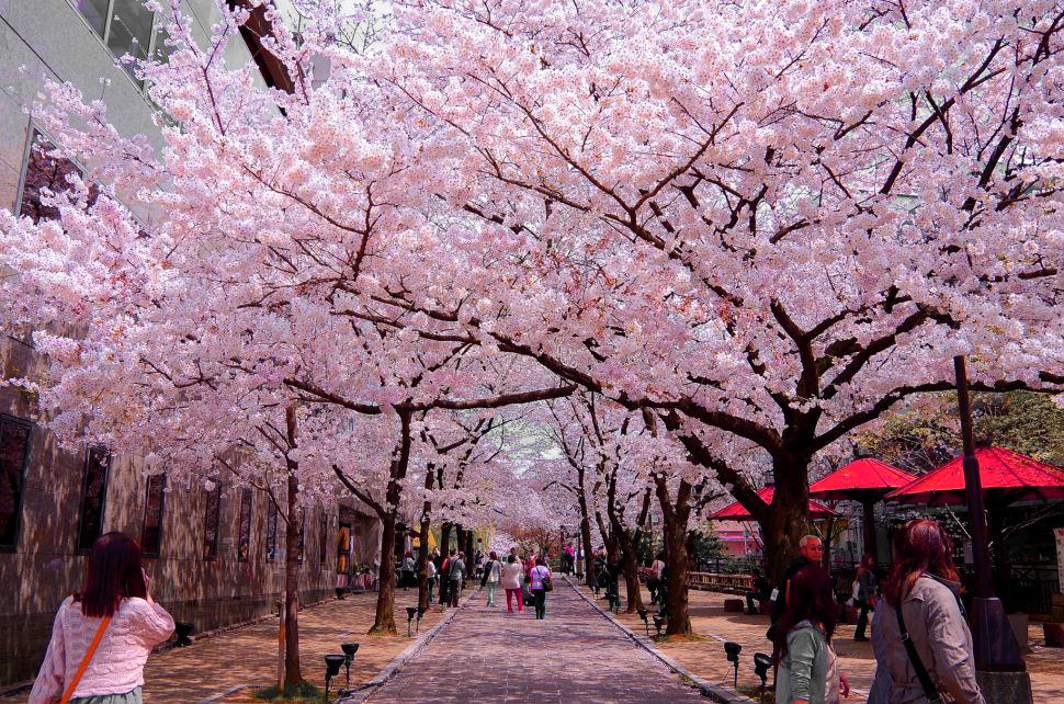 Da-lat-huy-le-hoi-hoa-mai-anh-dao-lan-thu-nhat-wetrek.vn