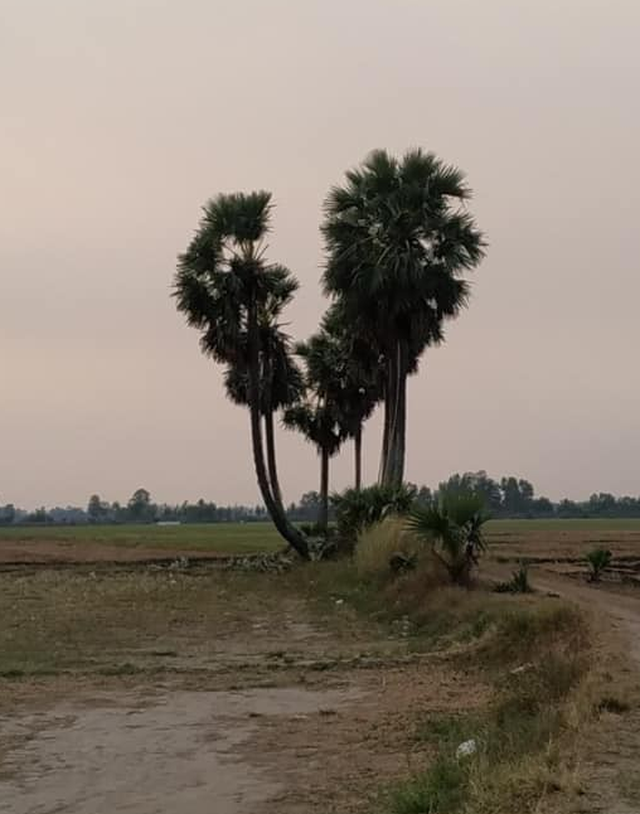 Cây Thốt Nốt Trái Tim 'Huyền Thoại' Ở An Giang Thành 'Trái Tim Tan Vỡ' Vì Ý  Thức Khách Du Lịch Quá Kém