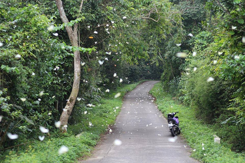 me-ha-noi-cho-co-ngu-leu-doi-pho-het-phong-o-cuc-phuong-30-4-wetrekvn