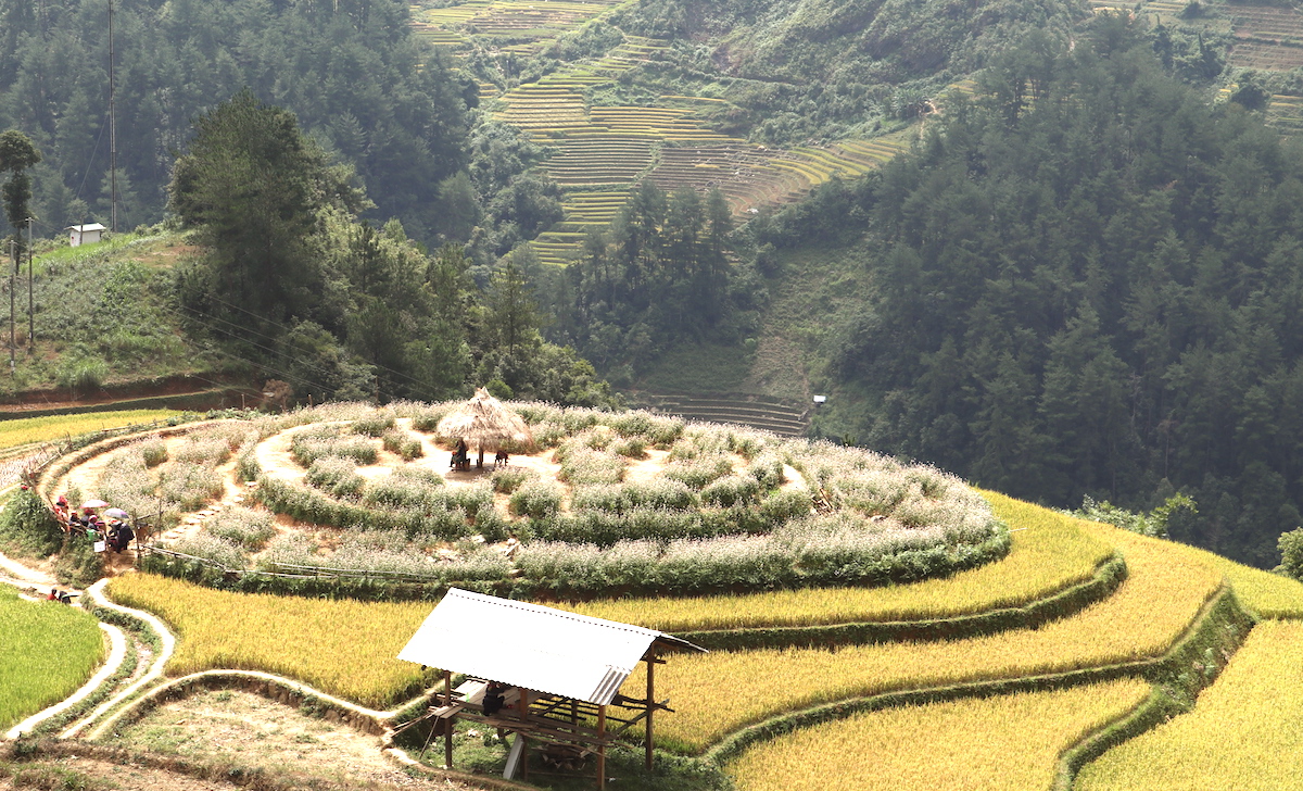 Ruong-bac-thang-mu-cang-chai-dep-hut-hon-mua-lua-chin-wetrekvn