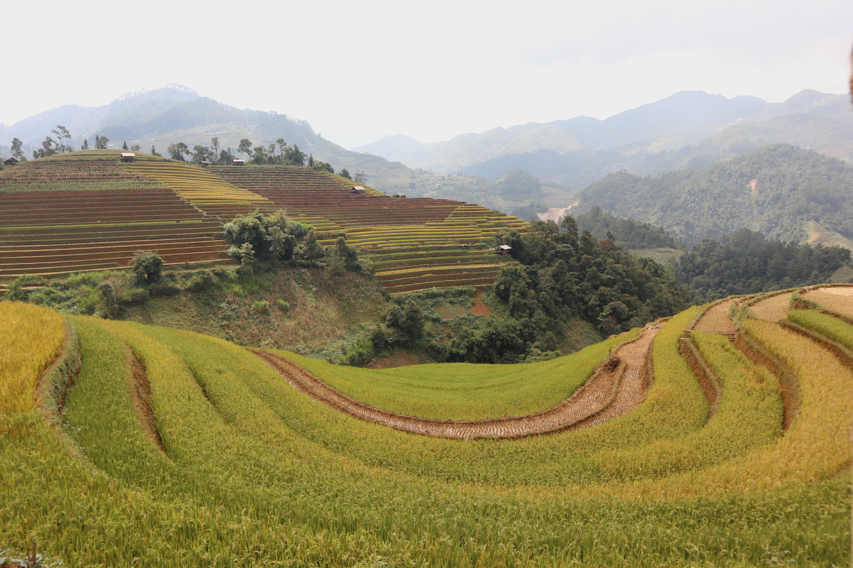 Ruong-bac-thang-mu-cang-chai-dep-hut-hon-mua-lua-chin-wetrekvn