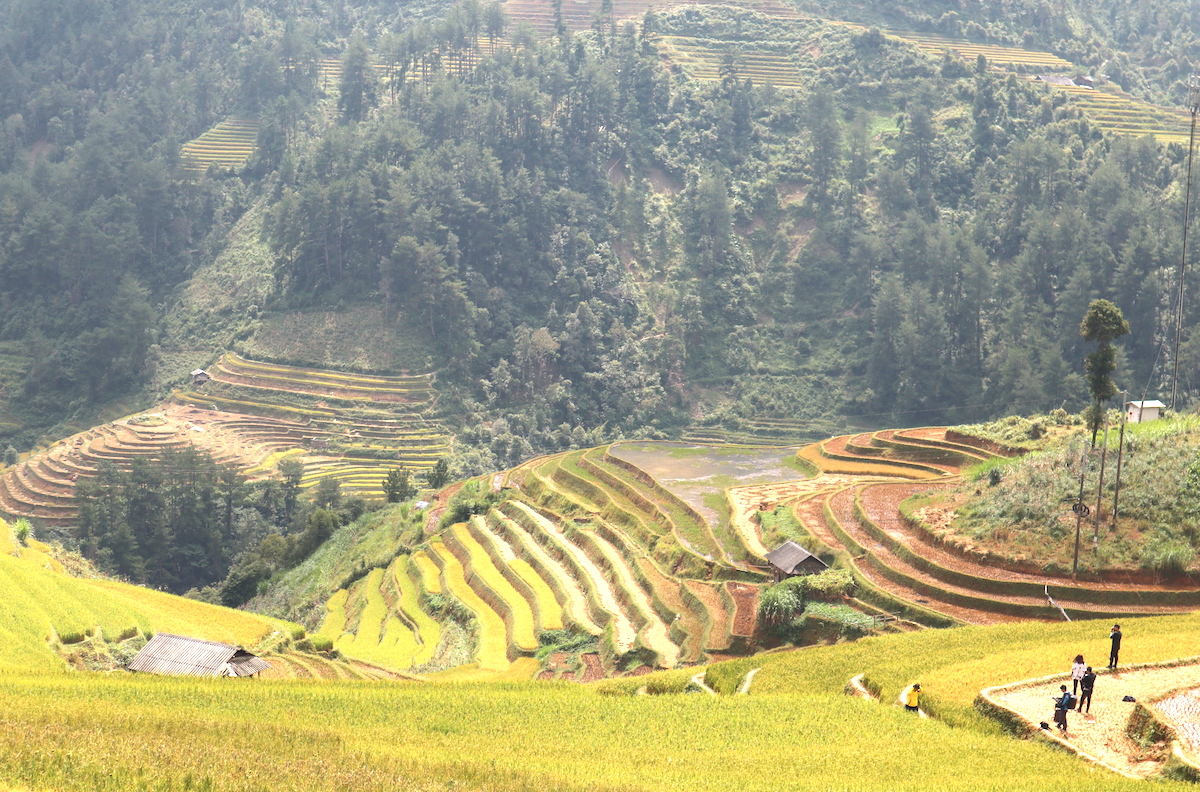 Ruong-bac-thang-mu-cang-chai-dep-hut-hon-mua-lua-chin-wetrekvn