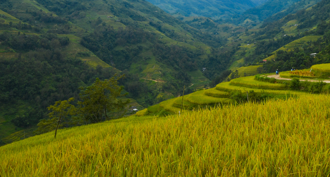 Ruong-bac-thang-dep-nhat-Việt-Nam-o-Hoang-Su-Phi-wetrekvn