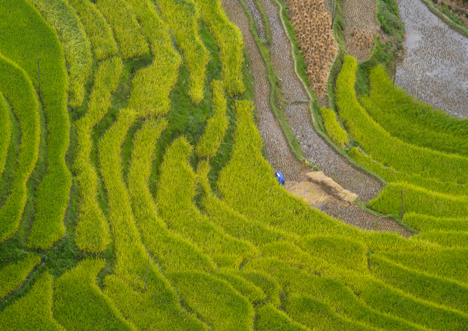 Ruong-bac-thang-dep-nhat-Việt-Nam-o-Hoang-Su-Phi-wetrekvn