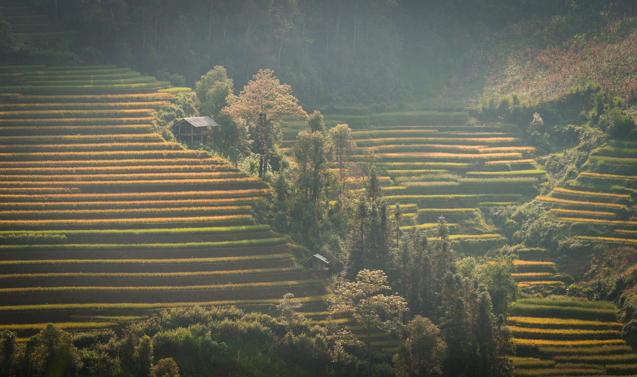 sac-thu-ruc-ro-trong-mua-vang-mu-cang-chai-wetrekvn