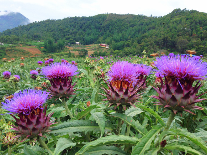 du-lich-sapa-se-khong-nham-chan-neu-ghe-ta-phin-trai-nghiem-3-dieu-thu-vi-nay-wetrekvn