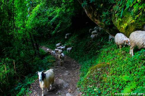 anh-nepal