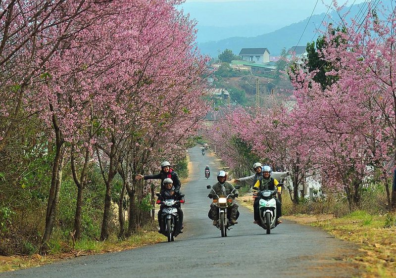 tan-chay-trai-tim-tren-con-duong-hoa-anh-dao-tuyet-dep-o-da-lat-wetrekvn