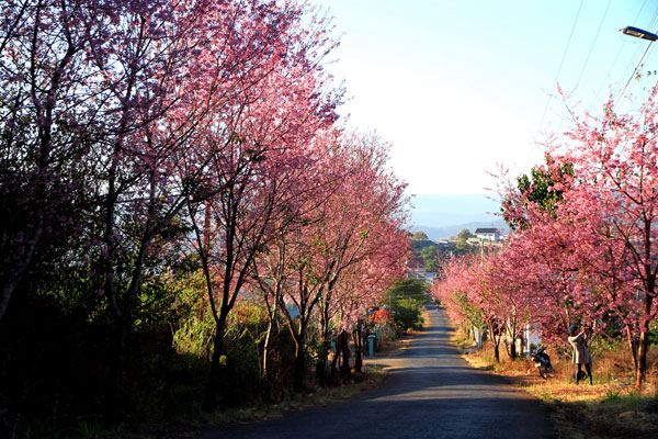 tan-chay-trai-tim-tren-con-duong-hoa-anh-dao-tuyet-dep-o-da-lat-wetrekvn