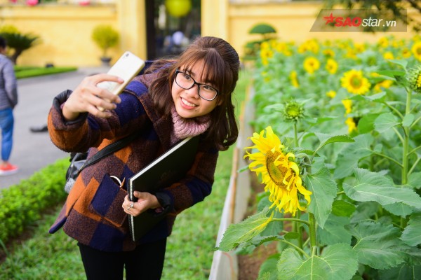 chang-can-vao-nghe-an-moi-duoc-ngam-huong-duong-ngay-ha-noi-thoi-cung-co-dai-hoa-sac-vang-wetrekvn