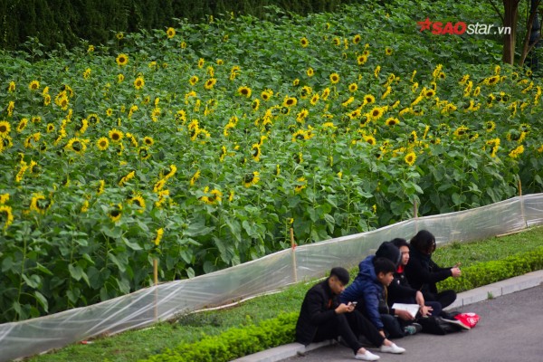 chang-can-vao-nghe-an-moi-duoc-ngam-huong-duong-ngay-ha-noi-thoi-cung-co-dai-hoa-sac-vang-wetrekvn