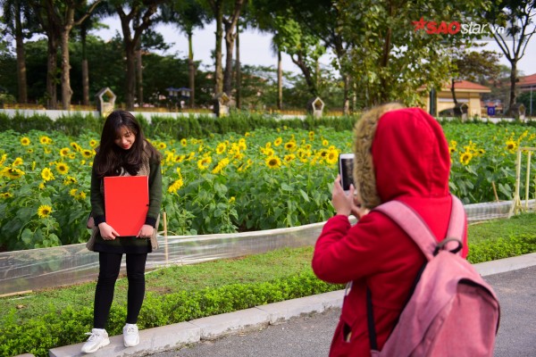 chang-can-vao-nghe-an-moi-duoc-ngam-huong-duong-ngay-ha-noi-thoi-cung-co-dai-hoa-sac-vang-wetrekvn