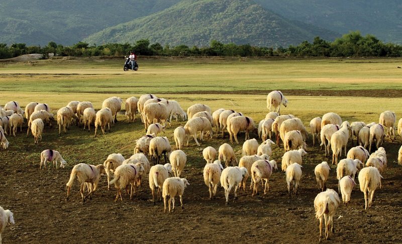 canh-dong-cuu-o-ninh-thuan-wetrekvn